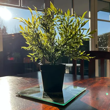 Papillon 01-2 Boltenhagen (Ostseebad)